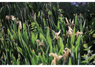 rooftop garden _ green roof