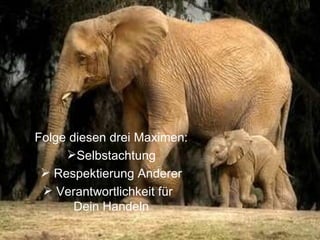 Folge diesen drei Maximen: Selbstachtung Respektierung Anderer Verantwortlichkeit für  Dein Handeln 