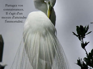 Partagez vos connaissances.  Il s'agit d'un moyen d'atteindre l'immortalité. 