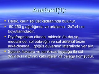 Anatomi(1):
 Dalak, karın sol üst kadranında bulunur.
 50-250 g ağırlığında ve ortalama 12x7x4 cm
  boyutlarındadır.
 Diyafragmanın altında, midenin ön-dış ve
  medialinde, sol böbreğin ve sol adrenal bezin
  arka-dışında , göğüs duvarının lateralinde yer alır.
 Splenik fleksura ve pankreas kuyruğu ile sol
  8-9-10-11-12' inci kaburgalar da dalağa komşudur.
 