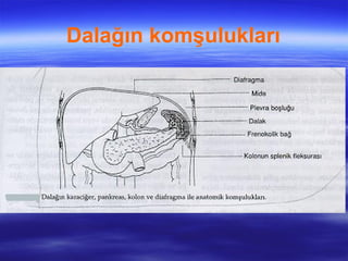Dalağın komşulukları
 