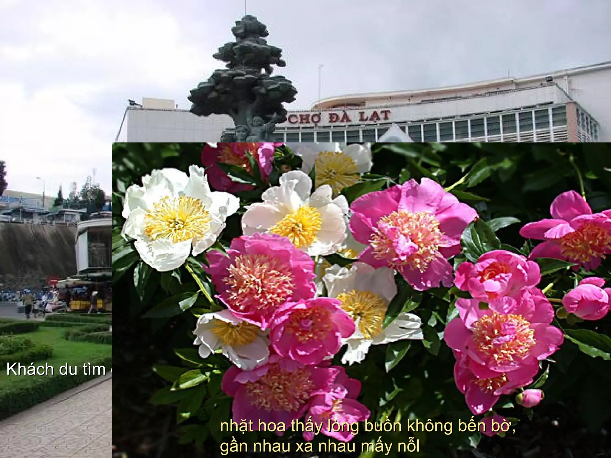 Khách du tìm đến thành phố ngàn thơ,.Khách du tìm đến thành phố ngàn thơ,.
nhặt hoa thấy lòng buồn không bến bờ,nhặt hoa thấy lòng buồn không bến bờ,
gần nhau xa nhau mấy nỗlgần nhau xa nhau mấy nỗl
 