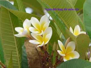 Ngàn đời lòng tôi mến-yêu …
 