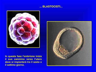 ... BLASTOCISTI...

In questa fase l’embrione inizia
il suo cammino verso l’utero
dove si impianterà tra il sesto e
il settimo giorno.

 