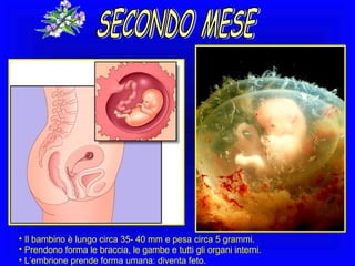 • Il bambino è lungo circa 35- 40 mm e pesa circa 5 grammi.
• Prendono forma le braccia, le gambe e tutti gli organi interni.
• L’embrione prende forma umana: diventa feto.

 