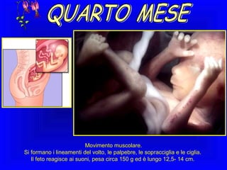 Movimento muscolare.
Si formano i lineamenti del volto, le palpebre, le sopracciglia e le ciglia.
Il feto reagisce ai suoni, pesa circa 150 g ed è lungo 12,5- 14 cm.

 