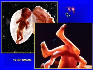 16 SETTIMANE

 