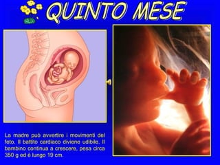 La madre può avvertire i movimenti del
feto. Il battito cardiaco diviene udibile. Il
bambino continua a crescere, pesa circa
350 g ed è lungo 19 cm.

 