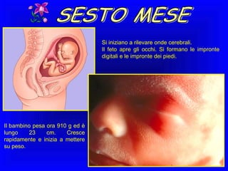 Si iniziano a rilevare onde cerebrali.
Il feto apre gli occhi. Si formano le impronte
digitali e le impronte dei piedi.

Il bambino pesa ora 910 g ed è
lungo
23
cm.
Cresce
rapidamente e inizia a mettere
su peso.

 