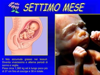 Il feto accumula grasso nei tessuti.
Diventa vivacissimo e alterna periodi di
sonno e veglia.
Pesa circa 1,360 kg ed è lungo poco più
di 27 cm fino al coccige e 38 in totale.

 