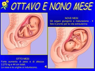 NOVE MESI
Gli organi giungono a maturazione . Il
feto è pronto per la vita extrauterina

OTTO MESI
Forte aumento di peso e di altezza:
2,275 kg e 44 cm totali.
Le ossa e le unghie si induriscono.

 