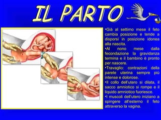•Già al settimo mese il feto
cambia posizione e tende a
disporsi in posizione idonea
alla nascita.
•Al
nono
mese
dalla
fecondazione la gravidanza
termina e il bambino è pronto
per nascere.
•Travaglio: contrazioni della
parete uterina sempre più
intense e dolorose.
•Il collo dell’utero si dilata, il
sacco amniotico si rompe e il
liquido amniotico fuoriesce.
•I muscoli dell’utero iniziano a
spingere all’esterno il feto
attraverso la vagina.

 