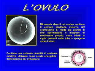 Minuscola sfera il cui nucleo contiene
il corredo ereditario materno (23
cromosomi). E’ molto più grande di
uno spermatozoo e incapace di
movimento proprio: sono infatti le
ciglia presenti nelle tube a spingerlo
verso l’utero.

Contiene una notevole quantità di sostanze
nutritive, utilizzate come scorta energetica
dall’embrione per svilupparsi.

 