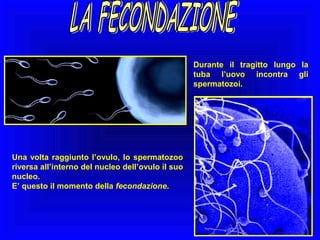 Durante il tragitto lungo la
tuba l’uovo incontra gli
spermatozoi.

Una volta raggiunto l’ovulo, lo spermatozoo
riversa all’interno del nucleo dell’ovulo il suo
nucleo.
E’ questo il momento della fecondazione.

 