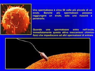 Uno spermatozoo è circa 50 volte più piccolo di un
ovulo.
Benché
più
spermatozoi
possano
raggiungere un ovulo, solo uno riuscirà a
penetrarlo.

Quando
uno
spermatozoo
entra
nell’ovulo,
immediatamente questo attiva meccanismi chimicofisici che impediscono ad altri spermatozoi di entrare.

 