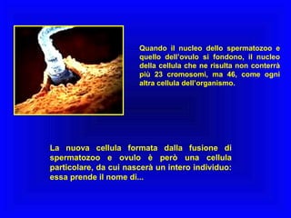 Quando il nucleo dello spermatozoo e
quello dell’ovulo si fondono, il nucleo
della cellula che ne risulta non conterrà
più 23 cromosomi, ma 46, come ogni
altra cellula dell’organismo.

La nuova cellula formata dalla fusione di
spermatozoo e ovulo è però una cellula
particolare, da cui nascerà un intero individuo:
essa prende il nome di...

 