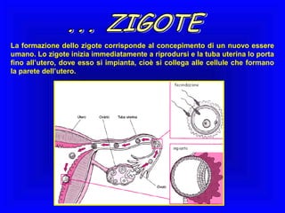 La formazione dello zigote corrisponde al concepimento di un nuovo essere
umano. Lo zigote inizia immediatamente a riprodursi e la tuba uterina lo porta
fino all’utero, dove esso si impianta, cioè si collega alle cellule che formano
la parete dell’utero.

 
