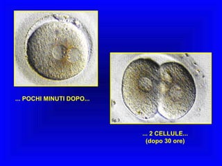 ... POCHI MINUTI DOPO...

... 2 CELLULE...
(dopo 30 ore)

 