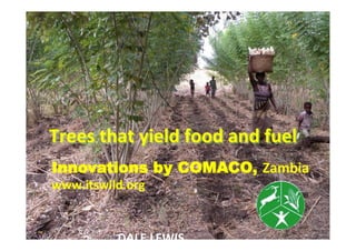 Trees	
  that	
  yield	
  food	
  and	
  fuel	
  
Innovations by COMACO, Zambia
www.itswild.org	
  
DALE	
  LEWIS	
  
 