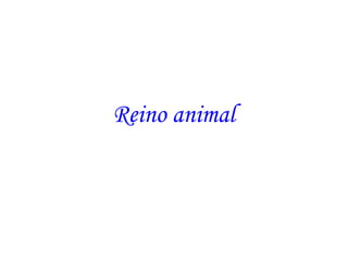 Reino animal
 