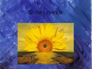 Sunflower
 