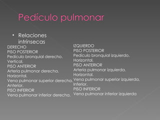 pediculo pulmonar