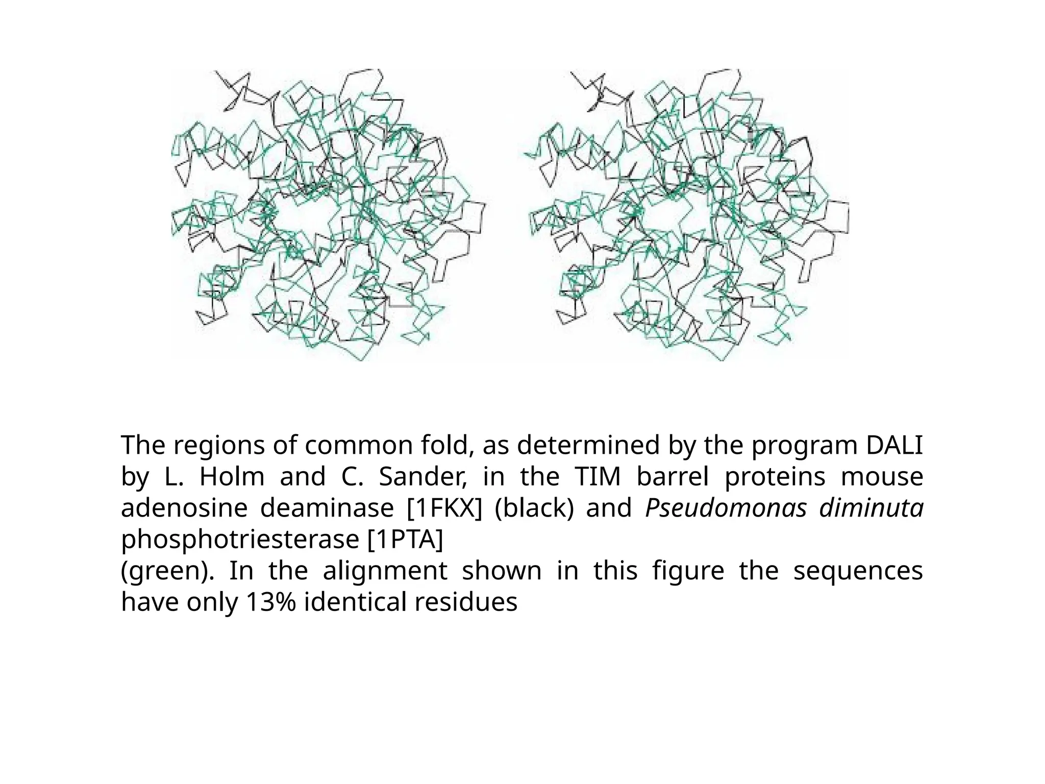 The regions of common fold, as determined by the program DALI
by L. Holm and C. Sander, in the TIM barrel proteins mouse
adenosine deaminase [1FKX] (black) and Pseudomonas diminuta
phosphotriesterase [1PTA]
(green). In the alignment shown in this figure the sequences
have only 13% identical residues
 