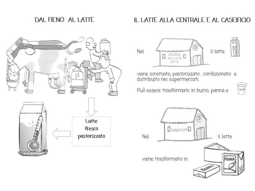 Dalla mucca al latte