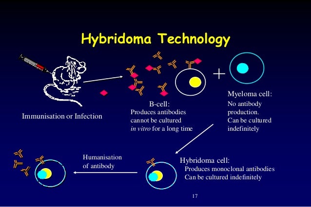 monoclonal antibody production