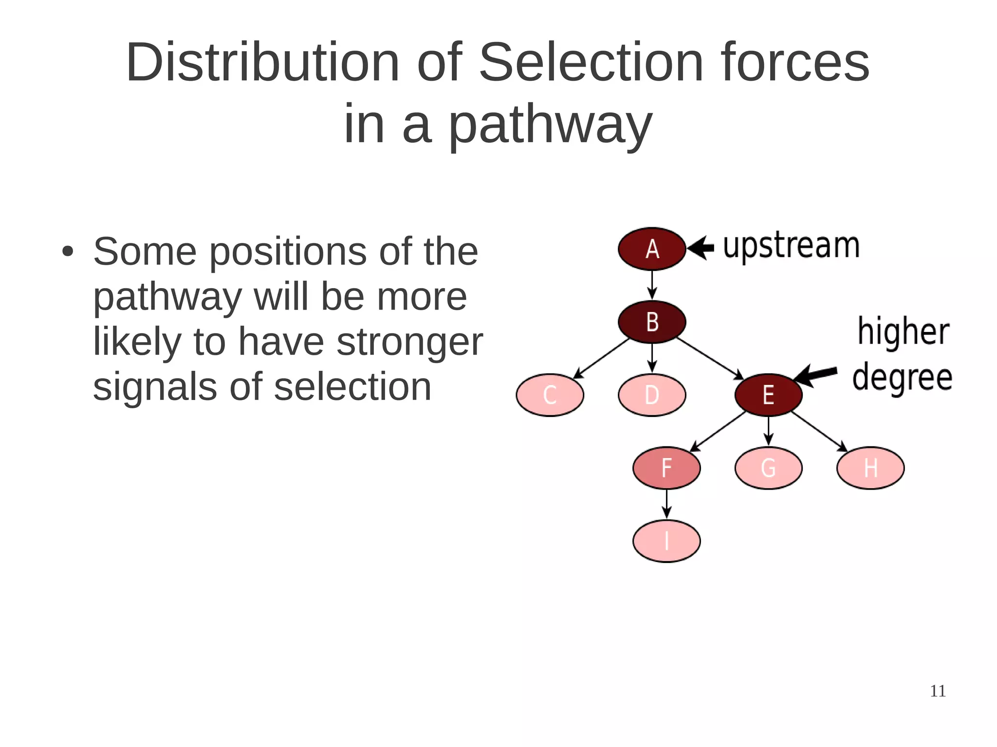 Distribution of Selection forces
in a pathway
●

Some positions of the
pathway will be more
likely to have stronger
signals of selection

11

 