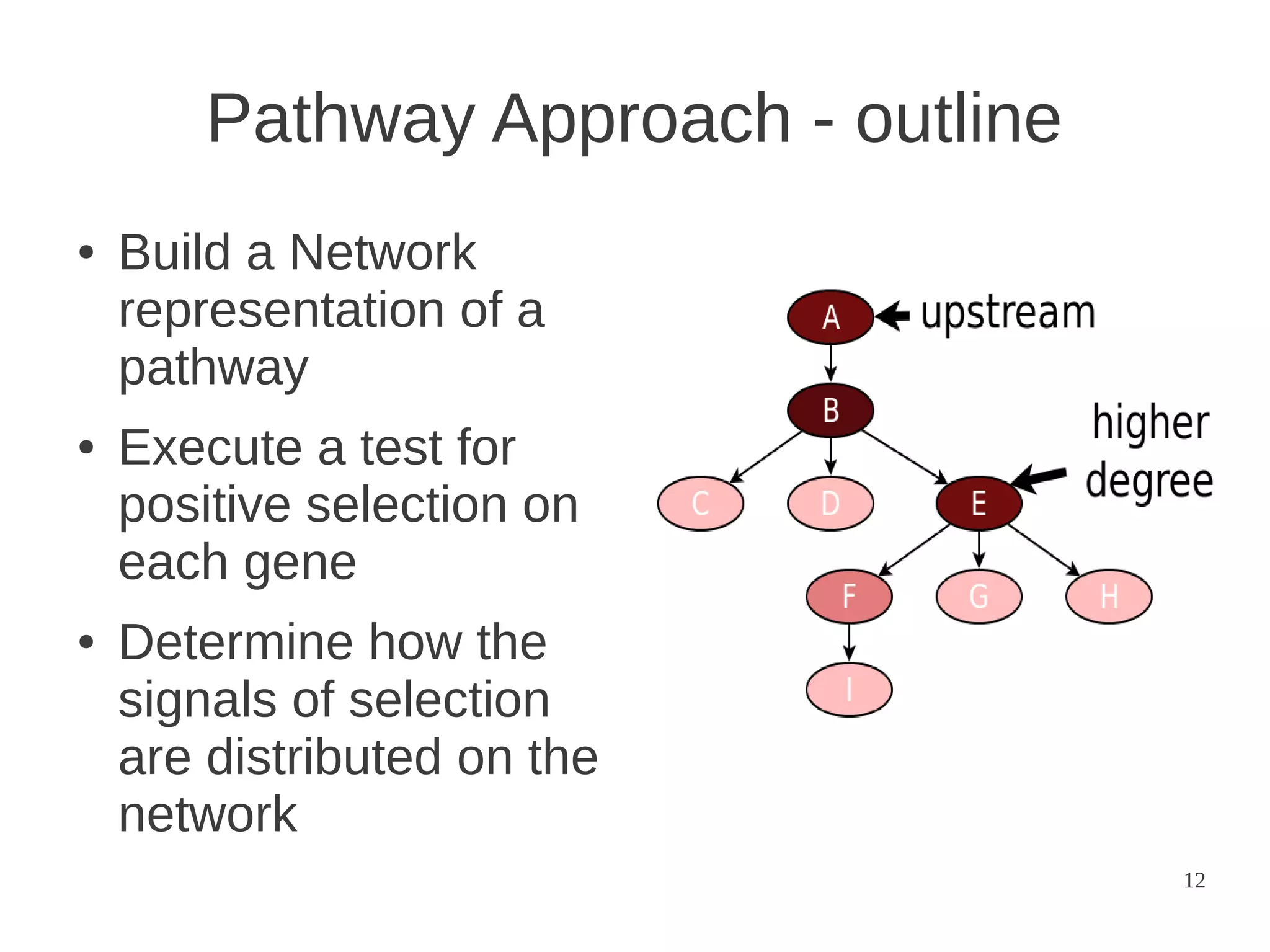 Pathway Approach - outline
●

●

●

Build a Network
representation of a
pathway
Execute a test for
positive selection on
each gene
Determine how the
signals of selection
are distributed on the
network
12

 