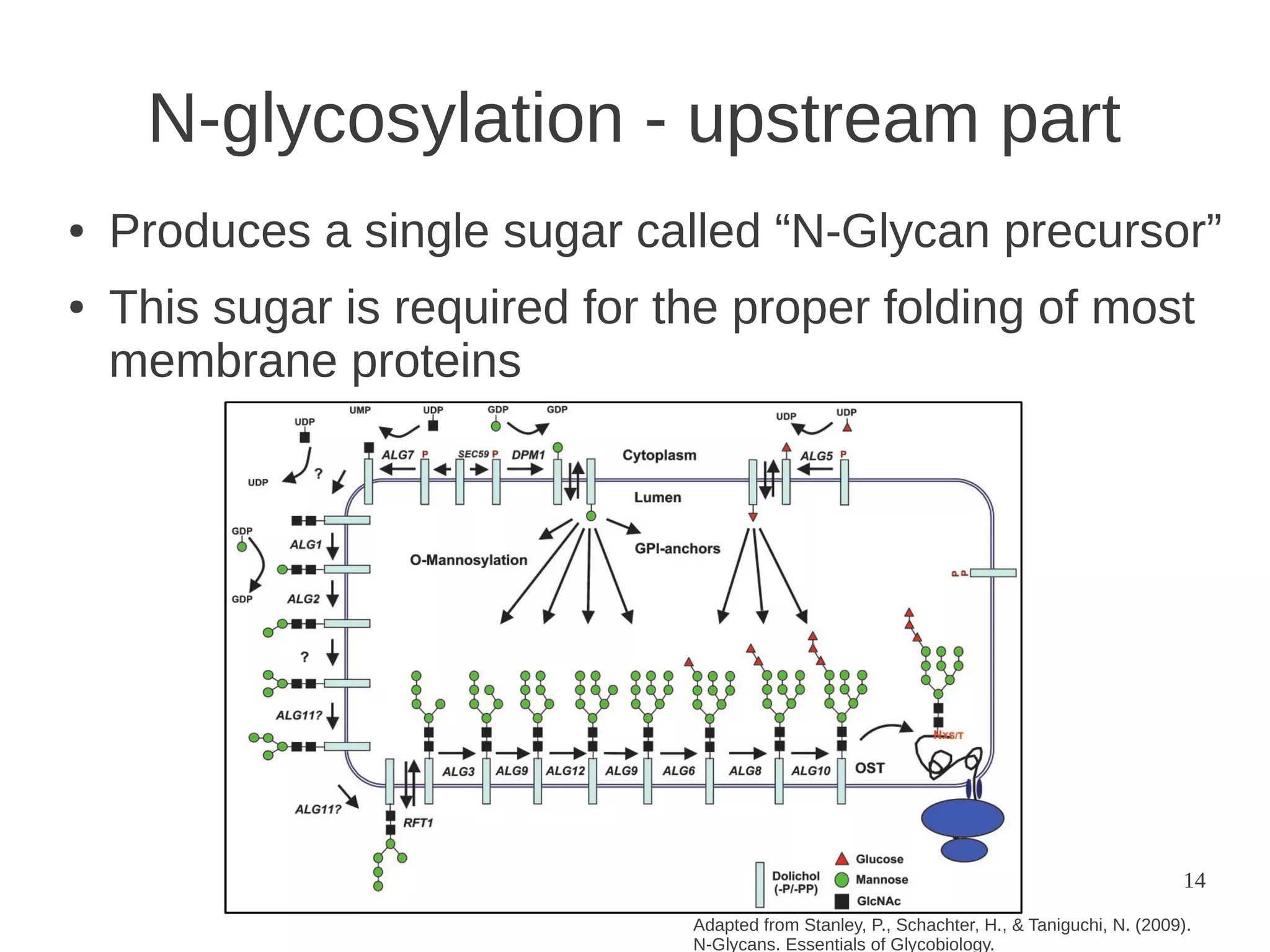 N-glycosylation - upstream part
●

●

Produces a single sugar called “N-Glycan precursor”
This sugar is required for the proper folding of most
membrane proteins

14
Adapted from Stanley, P., Schachter, H., & Taniguchi, N. (2009).
N-Glycans. Essentials of Glycobiology.

 