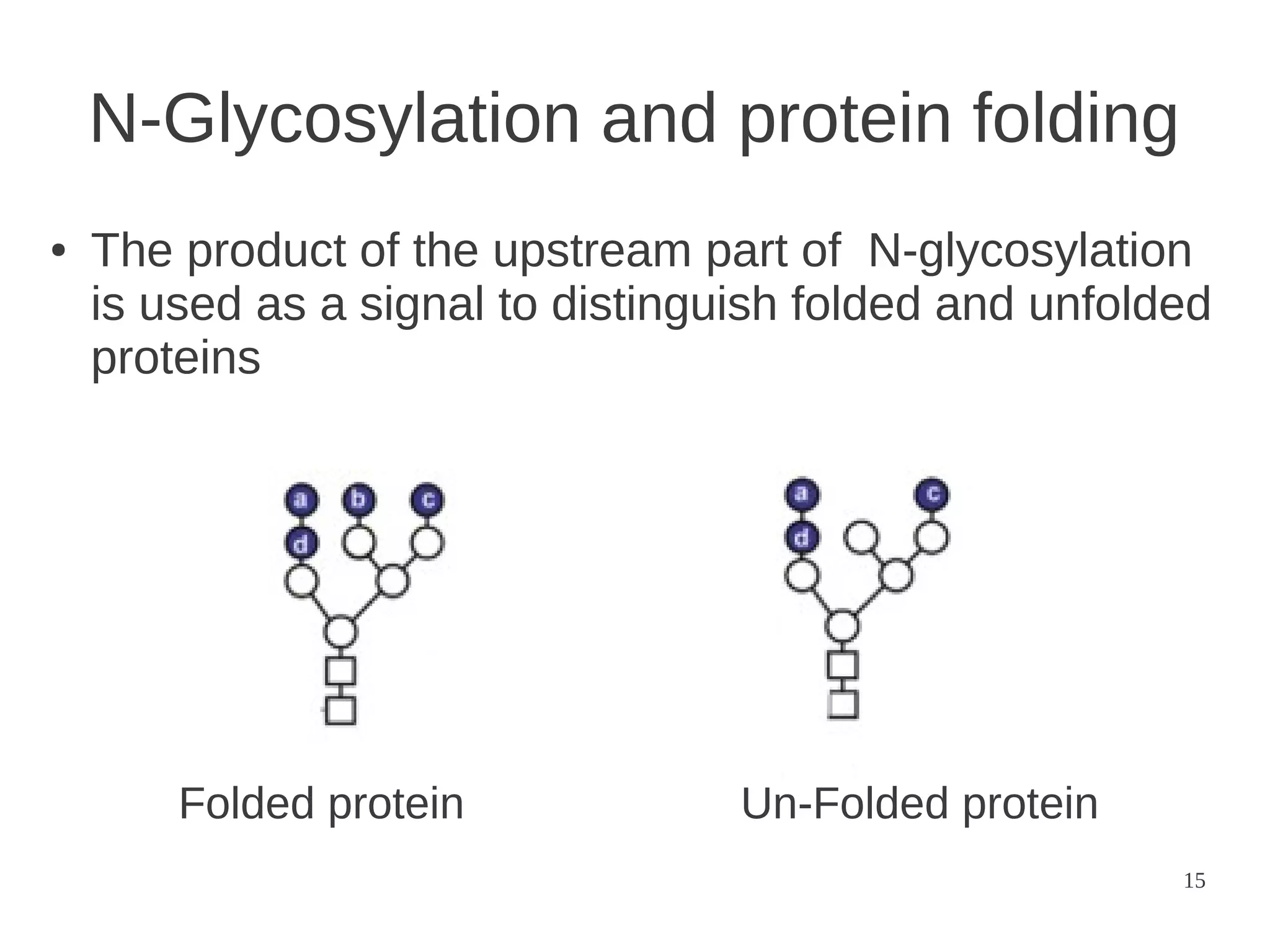 N-Glycosylation and protein folding
●

The product of the upstream part of N-glycosylation
is used as a signal to distinguish folded and unfolded
proteins

Folded protein

Un-Folded protein
15

 