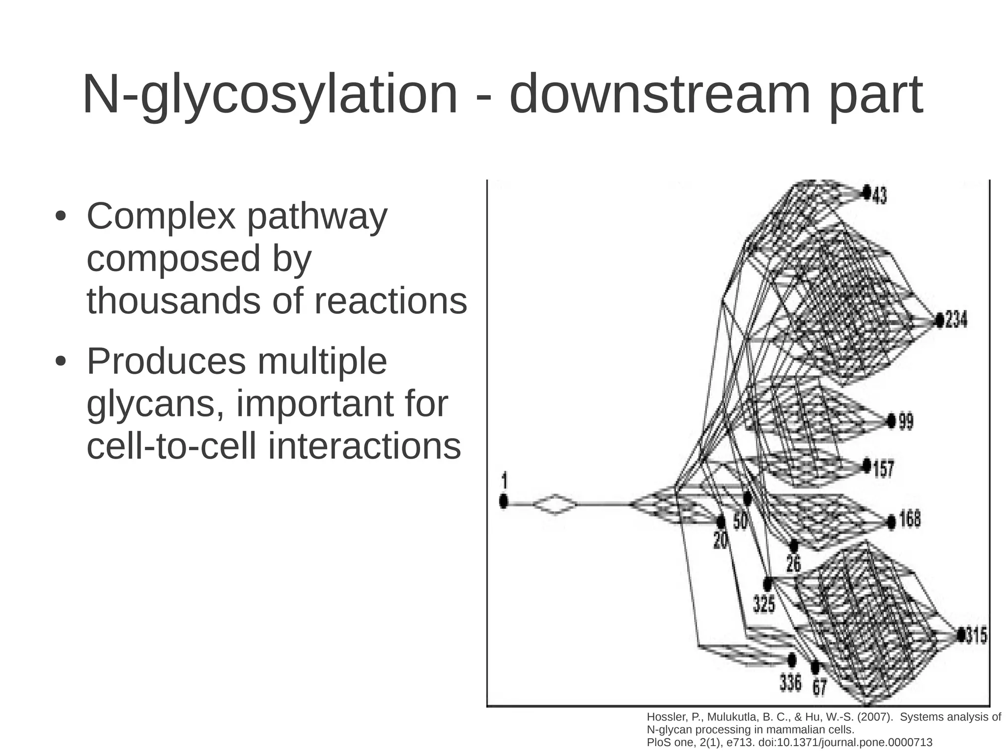N-glycosylation - downstream part
●

●

Complex pathway
composed by
thousands of reactions
Produces multiple
glycans, important for
cell-to-cell interactions

16
Hossler, P., Mulukutla, B. C., & Hu, W.-S. (2007). Systems analysis of
N-glycan processing in mammalian cells.
PloS one, 2(1), e713. doi:10.1371/journal.pone.0000713

 
