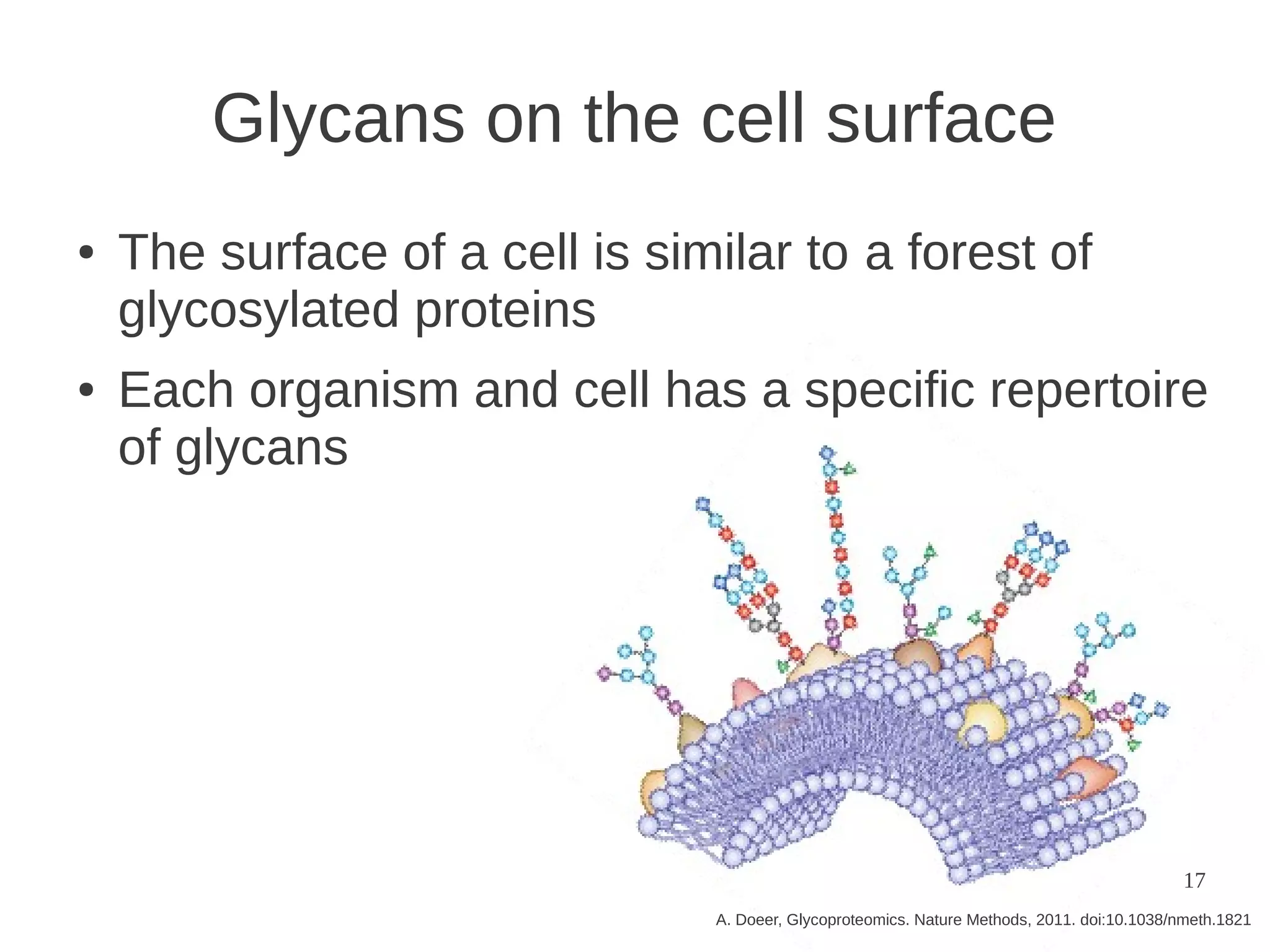 Glycans on the cell surface
●

●

The surface of a cell is similar to a forest of
glycosylated proteins
Each organism and cell has a specific repertoire
of glycans

17
A. Doeer, Glycoproteomics. Nature Methods, 2011. doi:10.1038/nmeth.1821

 