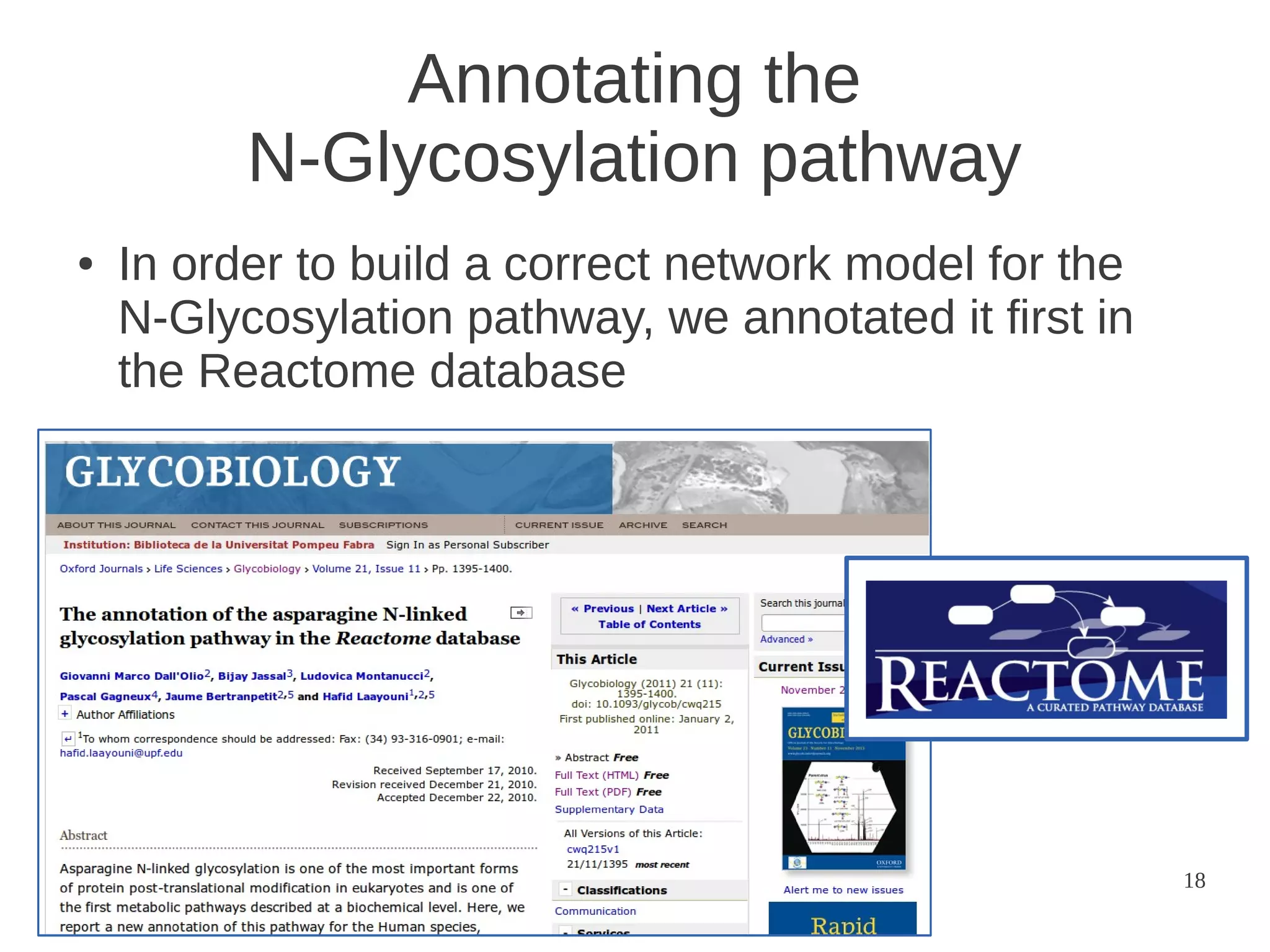 Annotating the
N-Glycosylation pathway
●

In order to build a correct network model for the
N-Glycosylation pathway, we annotated it first in
the Reactome database

18

 