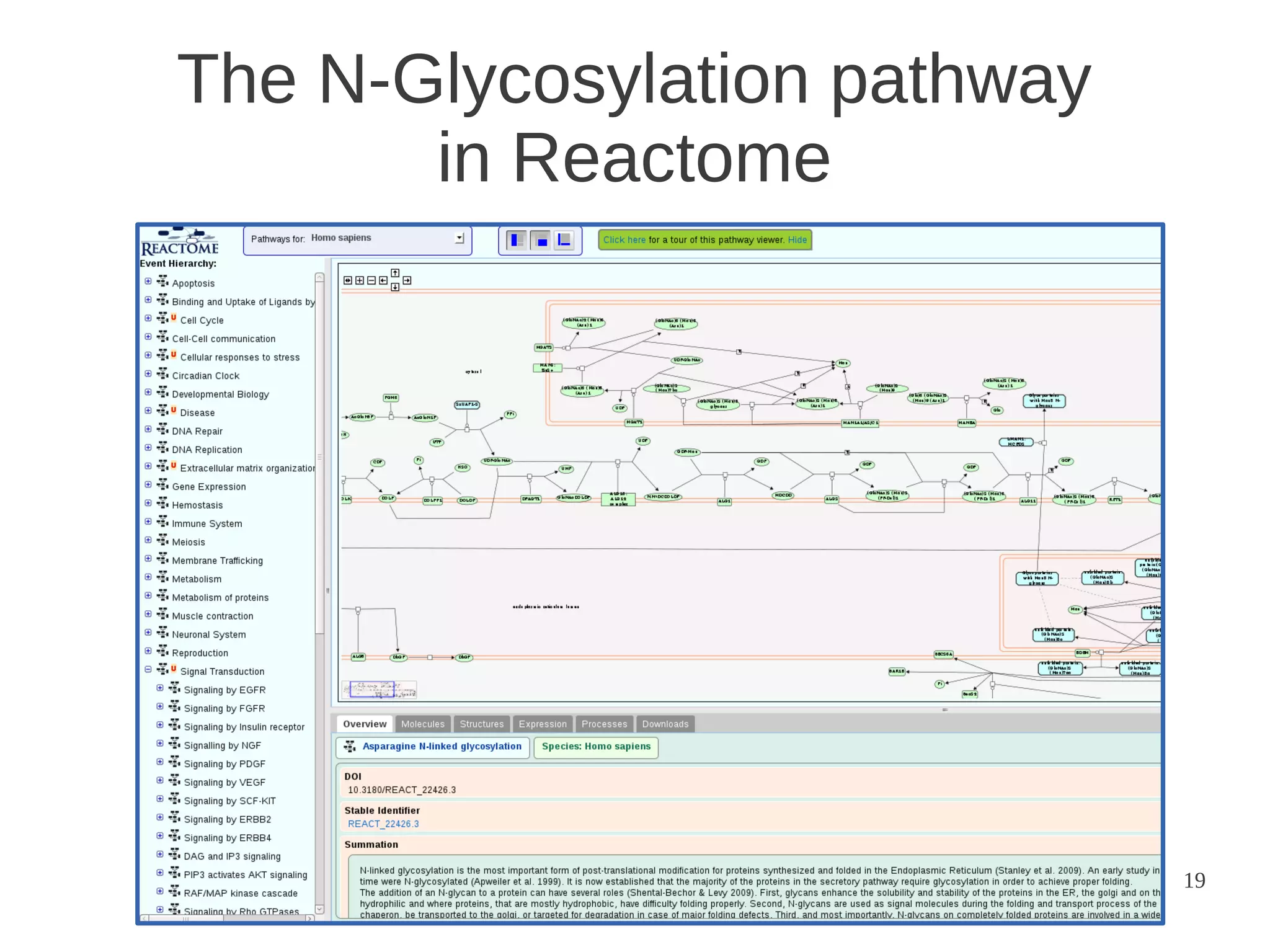 The N-Glycosylation pathway
in Reactome

19

 