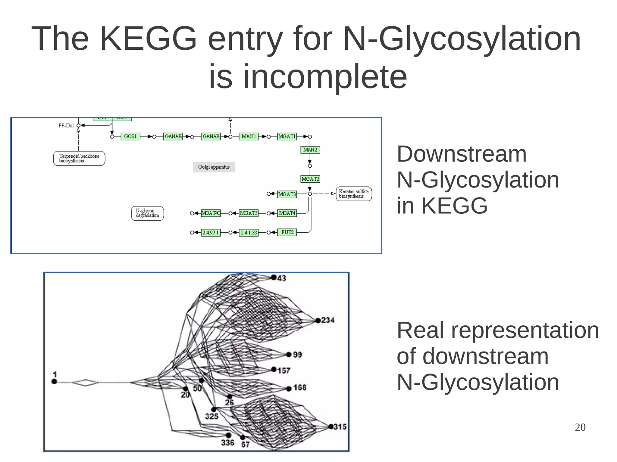 The KEGG entry for N-Glycosylation
is incomplete
Downstream
N-Glycosylation
in KEGG

Real representation
of downstream
N-Glycosylation
20

 