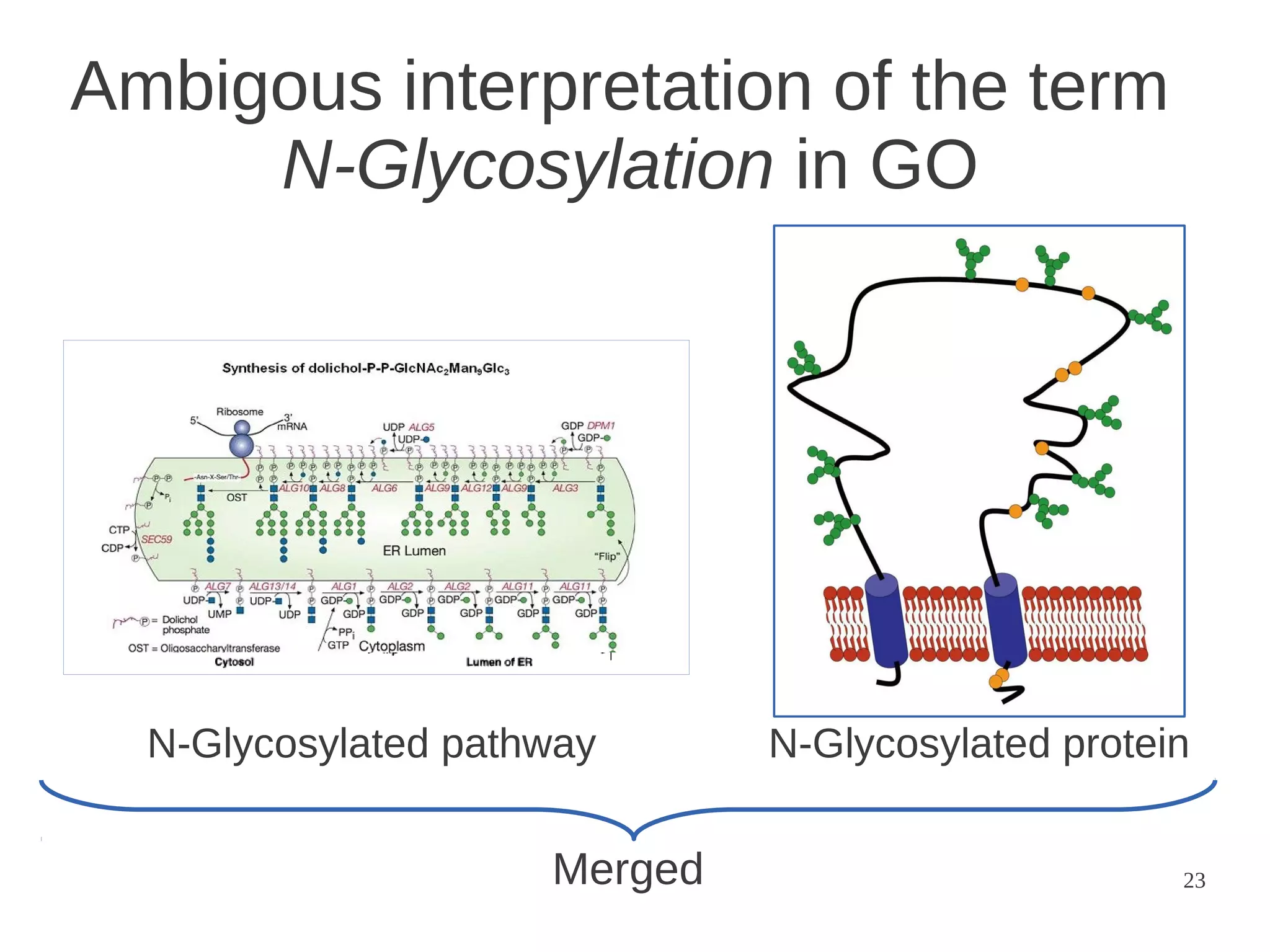 Ambigous interpretation of the term
N-Glycosylation in GO

N-Glycosylated pathway

Merged

N-Glycosylated protein
23

 