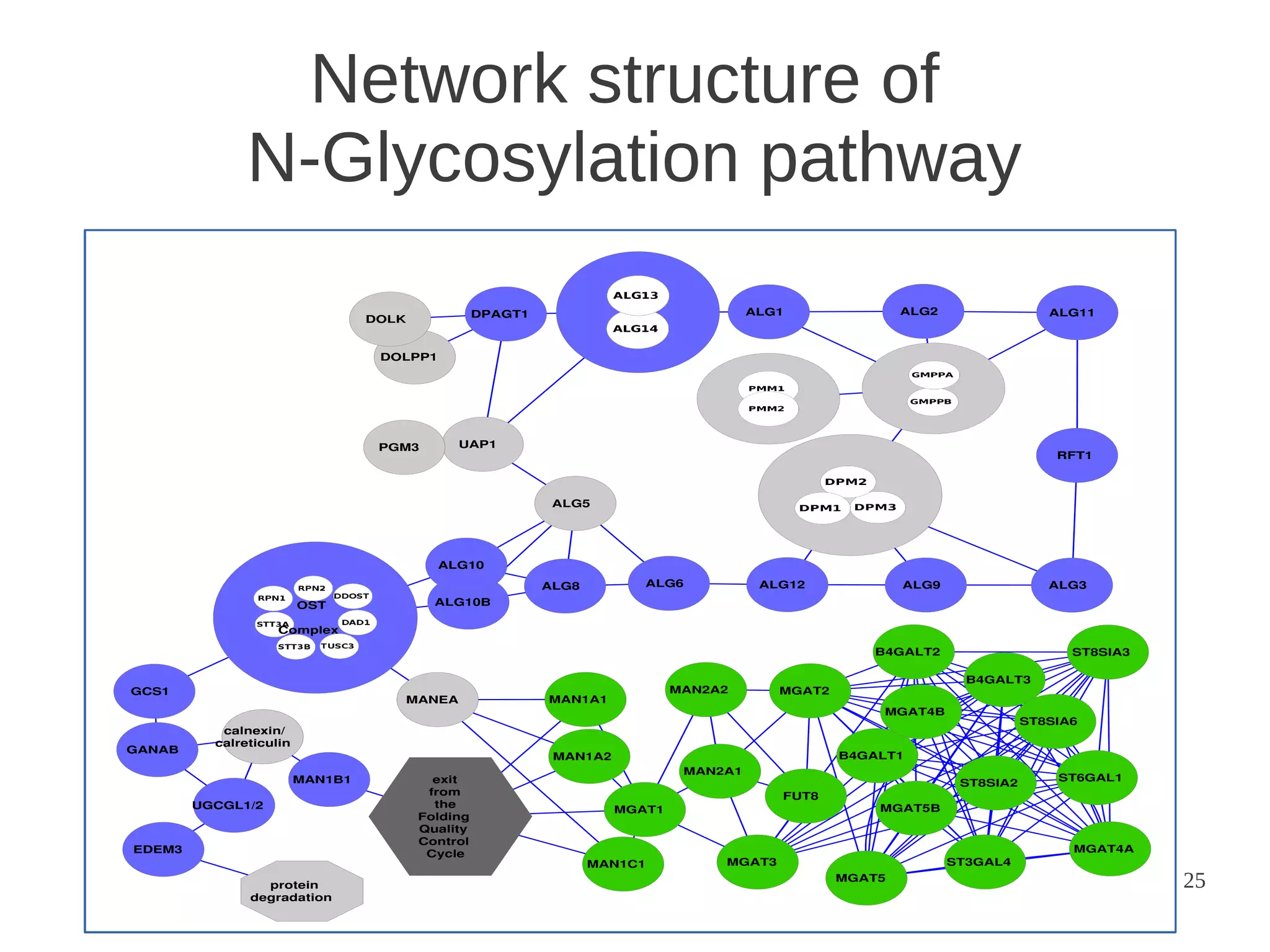 Network structure of
N-Glycosylation pathway

25

 