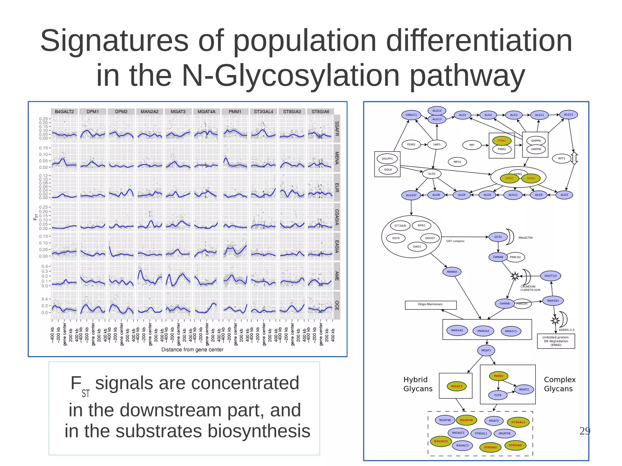 Signatures of population differentiation
in the N-Glycosylation pathway

FST signals are concentrated
in the downstream part, and
in the substrates biosynthesis

29

 