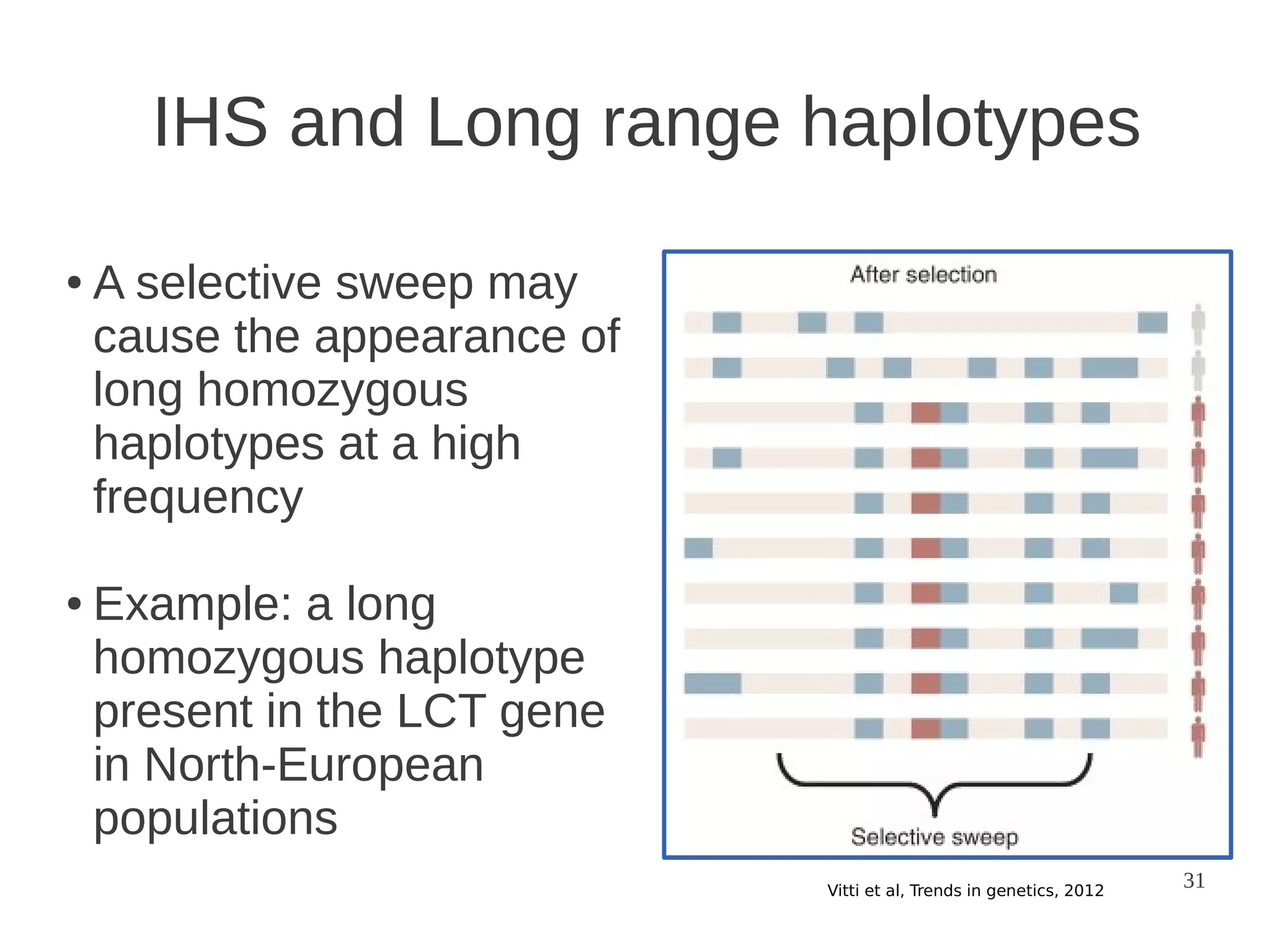 IHS and Long range haplotypes
●

●

A selective sweep may
cause the appearance of
long homozygous
haplotypes at a high
frequency
Example: a long
homozygous haplotype
present in the LCT gene
in North-European
populations
Vitti et al, Trends in genetics, 2012

31

 