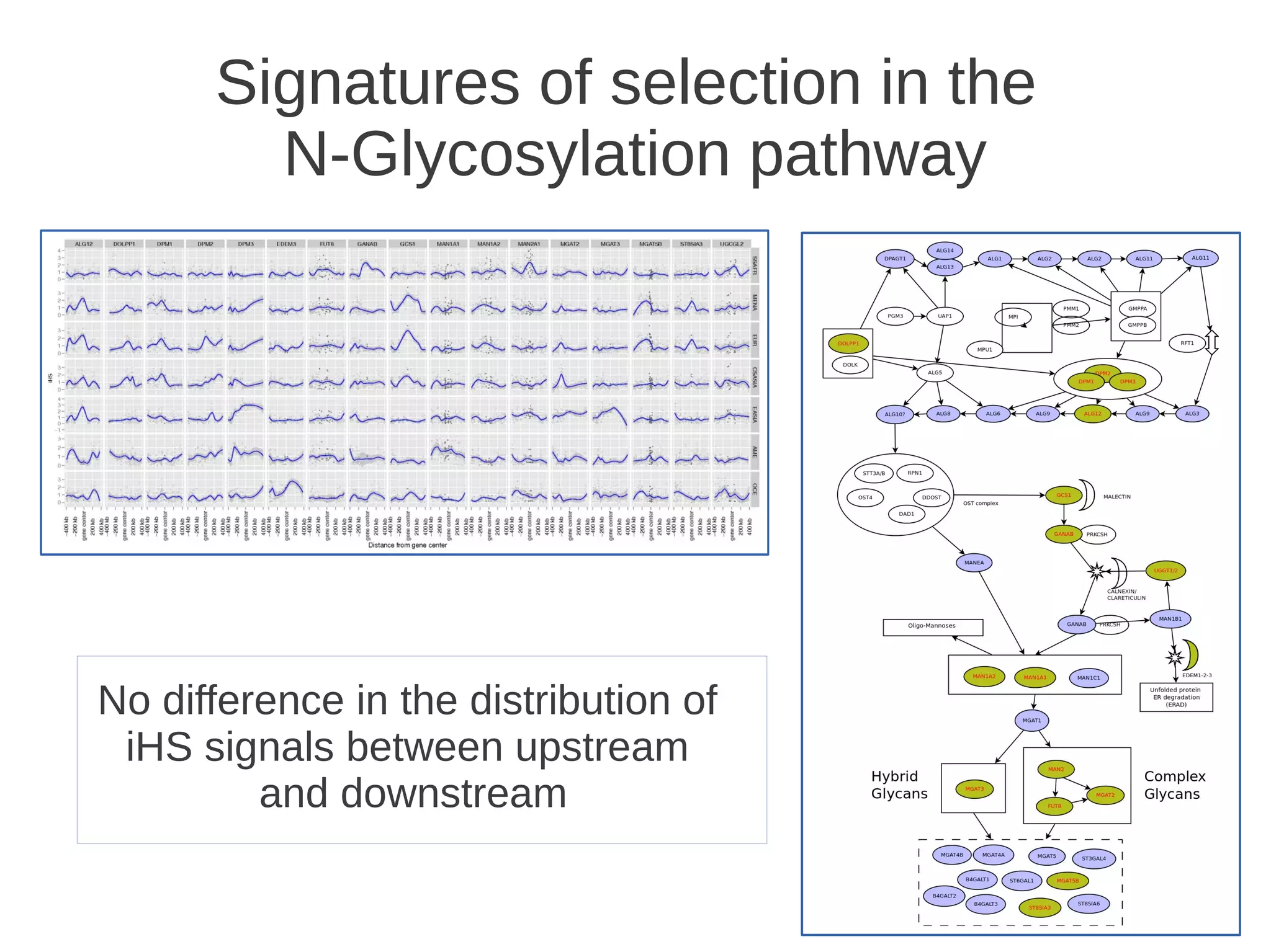 Signatures of selection in the
N-Glycosylation pathway

No difference in the distribution of
iHS signals between upstream
and downstream
33

 