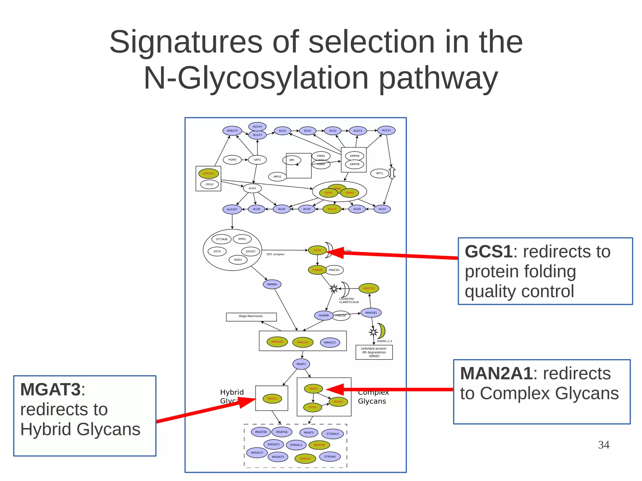 Signatures of selection in the
N-Glycosylation pathway

GCS1: redirects to
protein folding
quality control

MGAT3:
redirects to
Hybrid Glycans

MAN2A1: redirects
to Complex Glycans
34

 