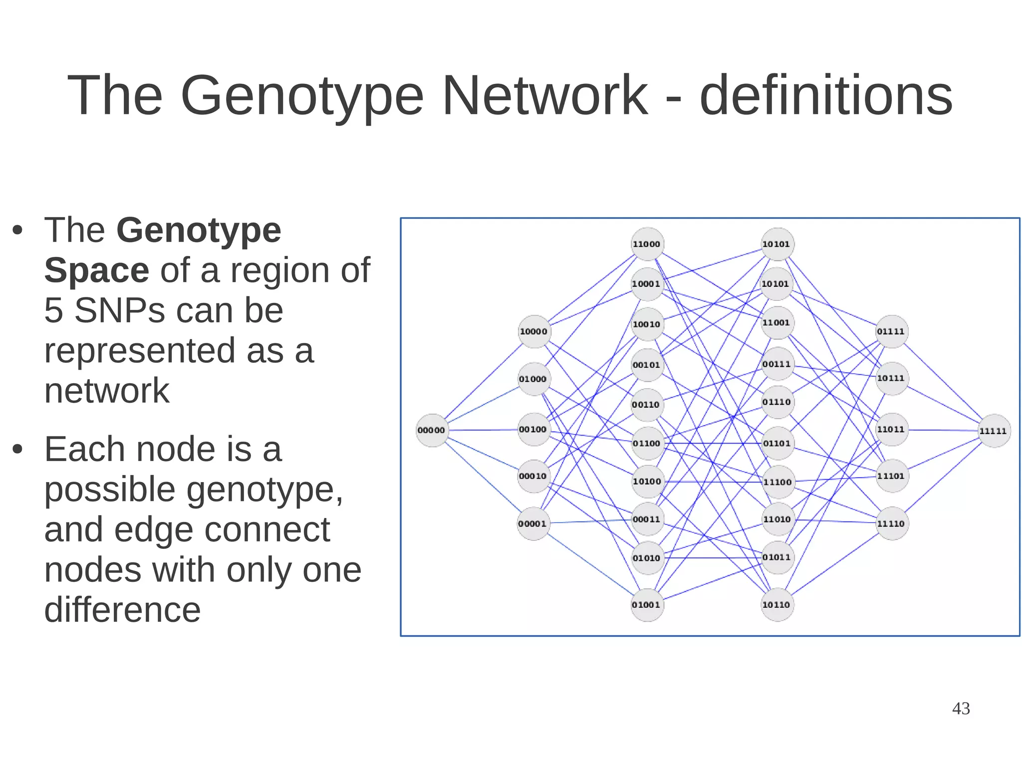 The Genotype Network - definitions
●

●

The Genotype
Space of a region of
5 SNPs can be
represented as a
network
Each node is a
possible genotype,
and edge connect
nodes with only one
difference
43

 