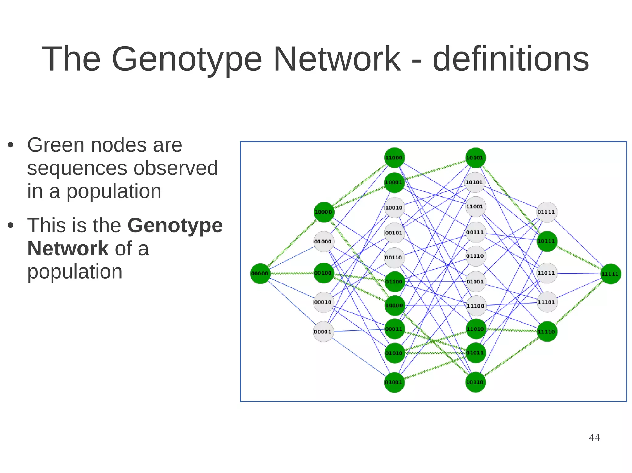 The Genotype Network - definitions
●

●

Green nodes are
sequences observed
in a population
This is the Genotype
Network of a
population

44

 