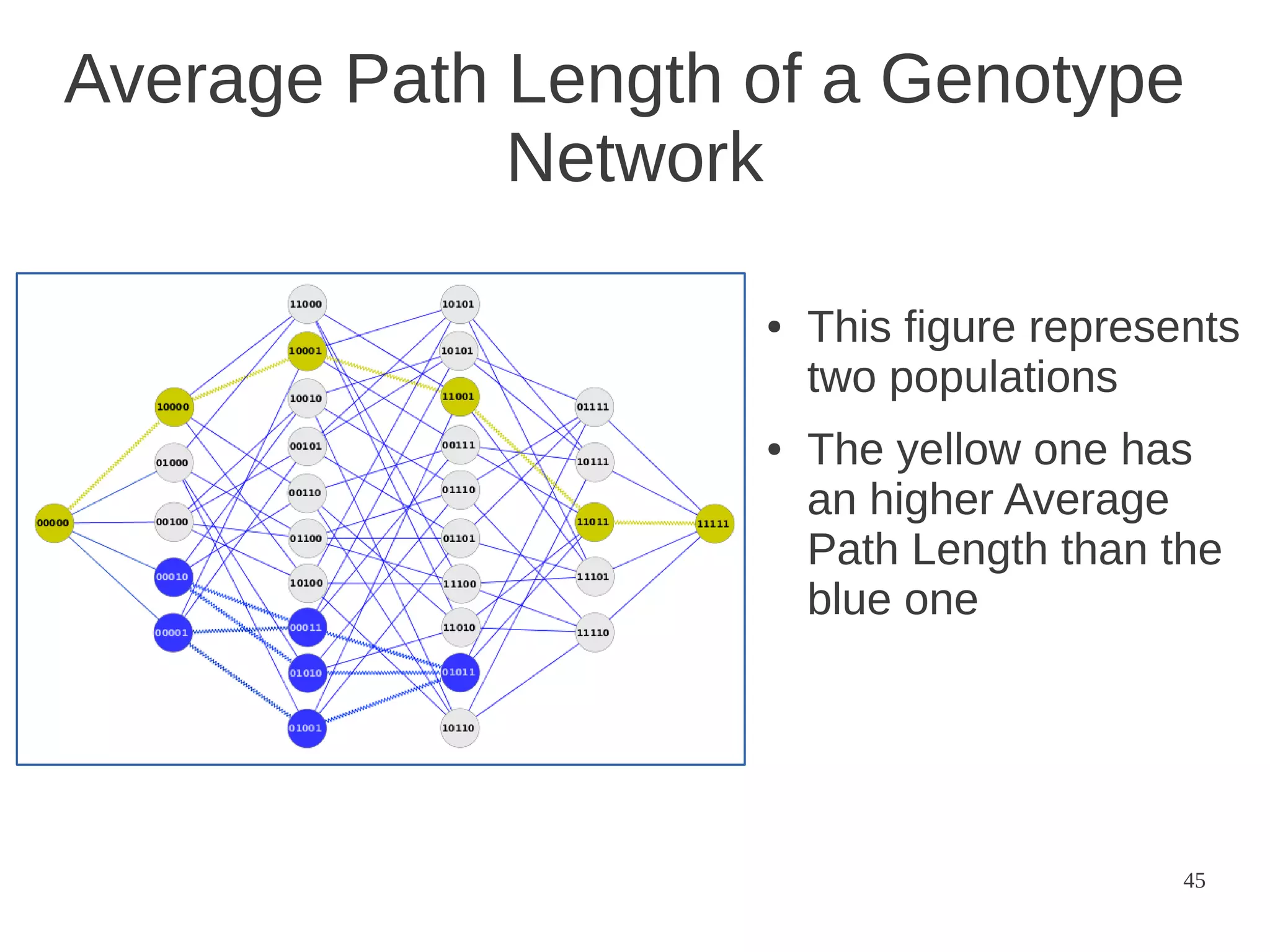 Average Path Length of a Genotype
Network
●

●

This figure represents
two populations
The yellow one has
an higher Average
Path Length than the
blue one

45

 