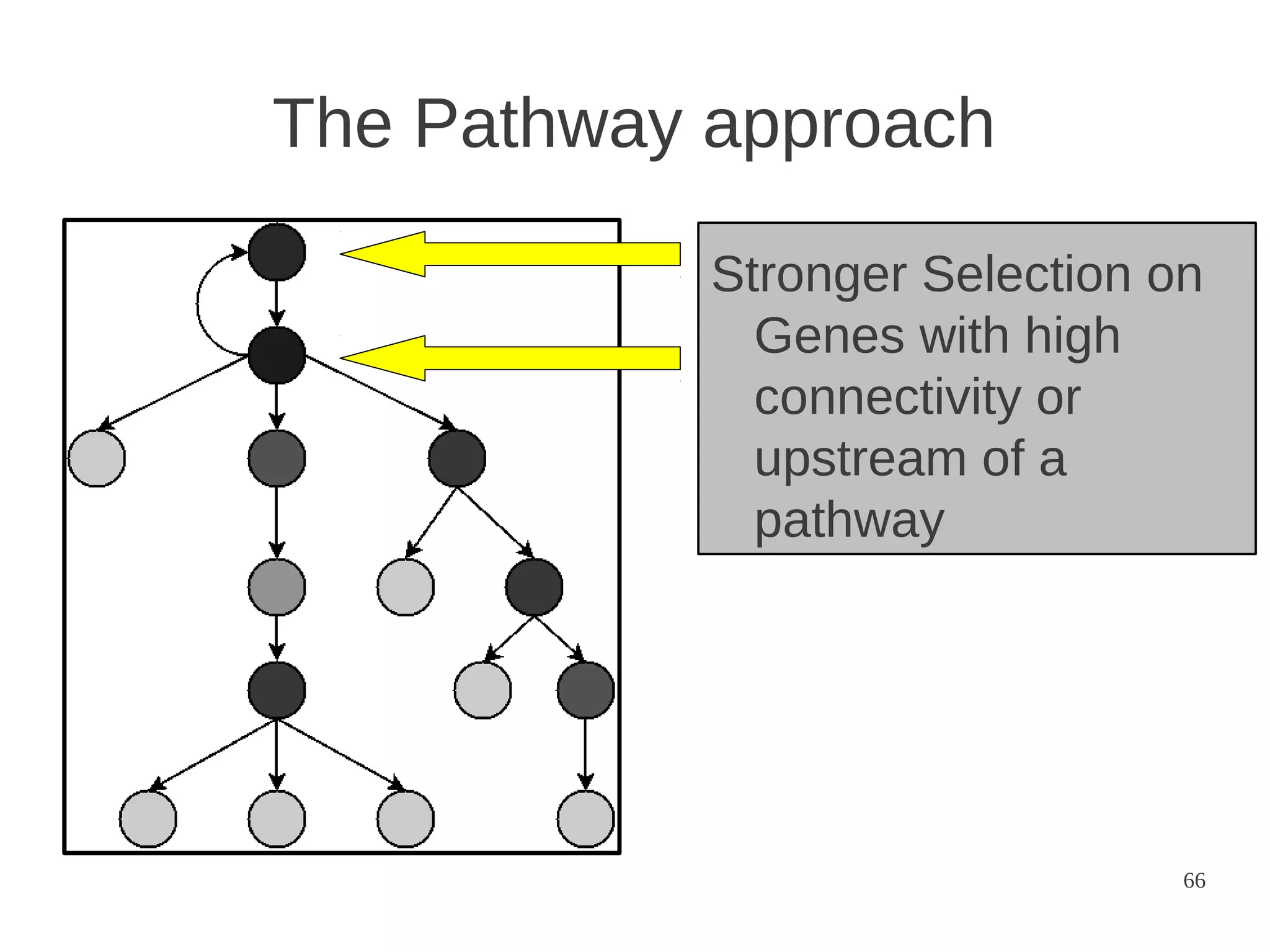 The Pathway approach
Stronger Selection on
Genes with high
connectivity or
upstream of a
pathway

66

 