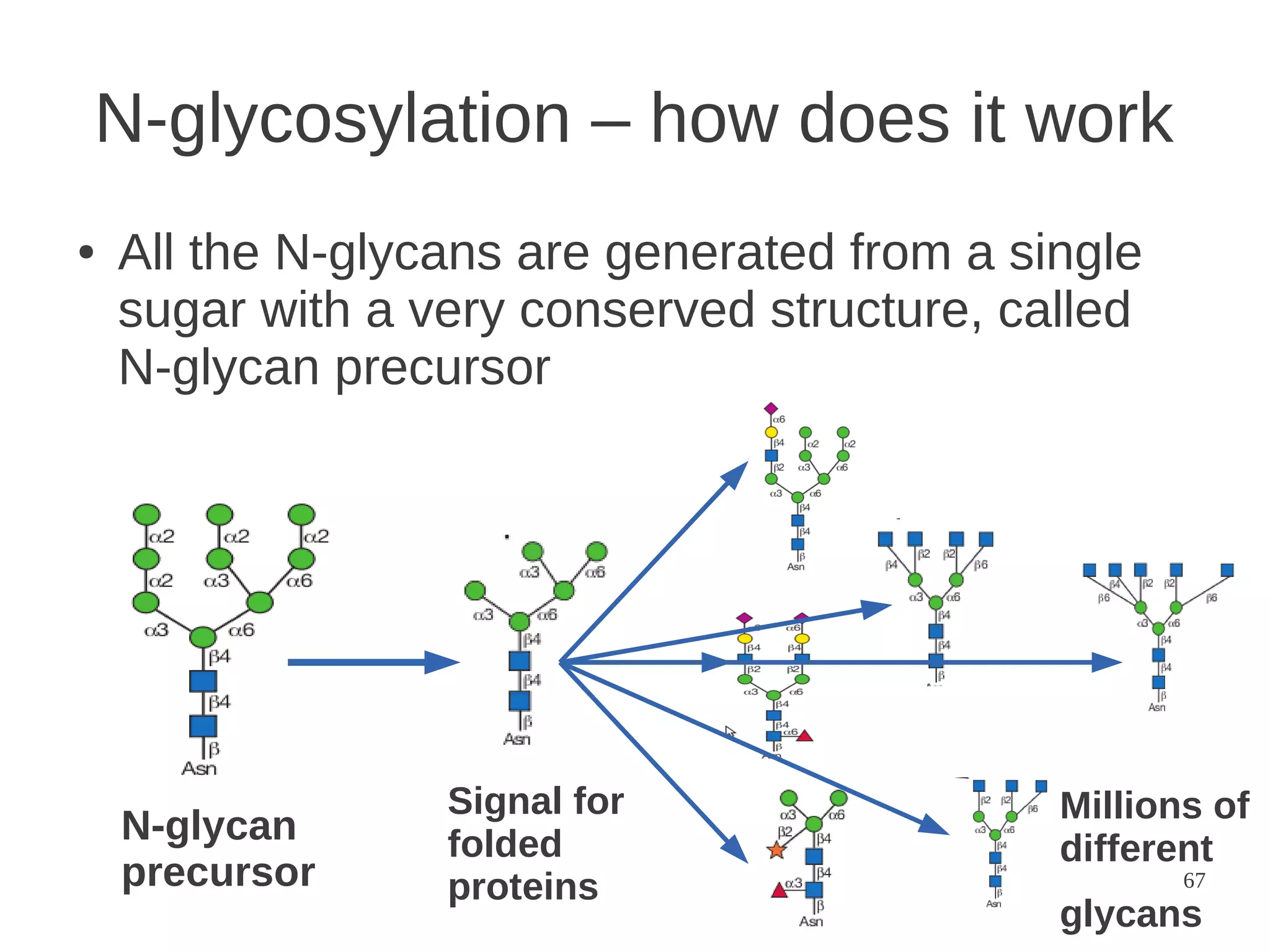 N-glycosylation – how does it work
●

All the N-glycans are generated from a single
sugar with a very conserved structure, called
N-glycan precursor

N-glycan
precursor

Signal for
folded
proteins

Millions of
different
67

glycans

 