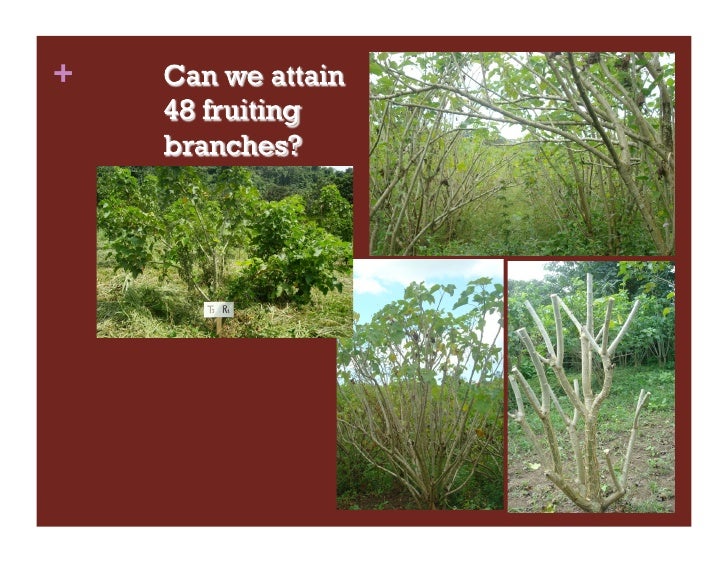 Jatropha biodiesel business plan